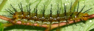 Larvae